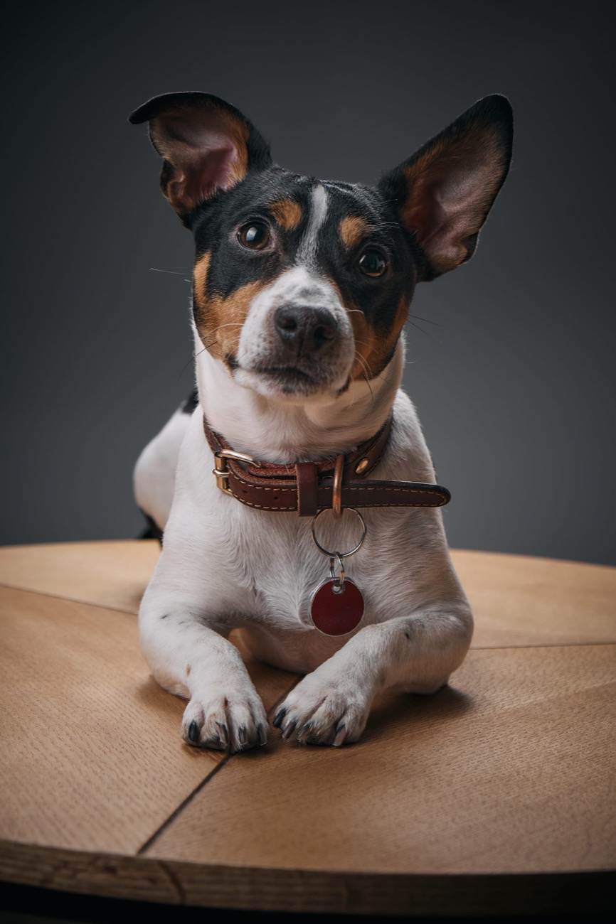 Boris, Emily's dog and resident greeter