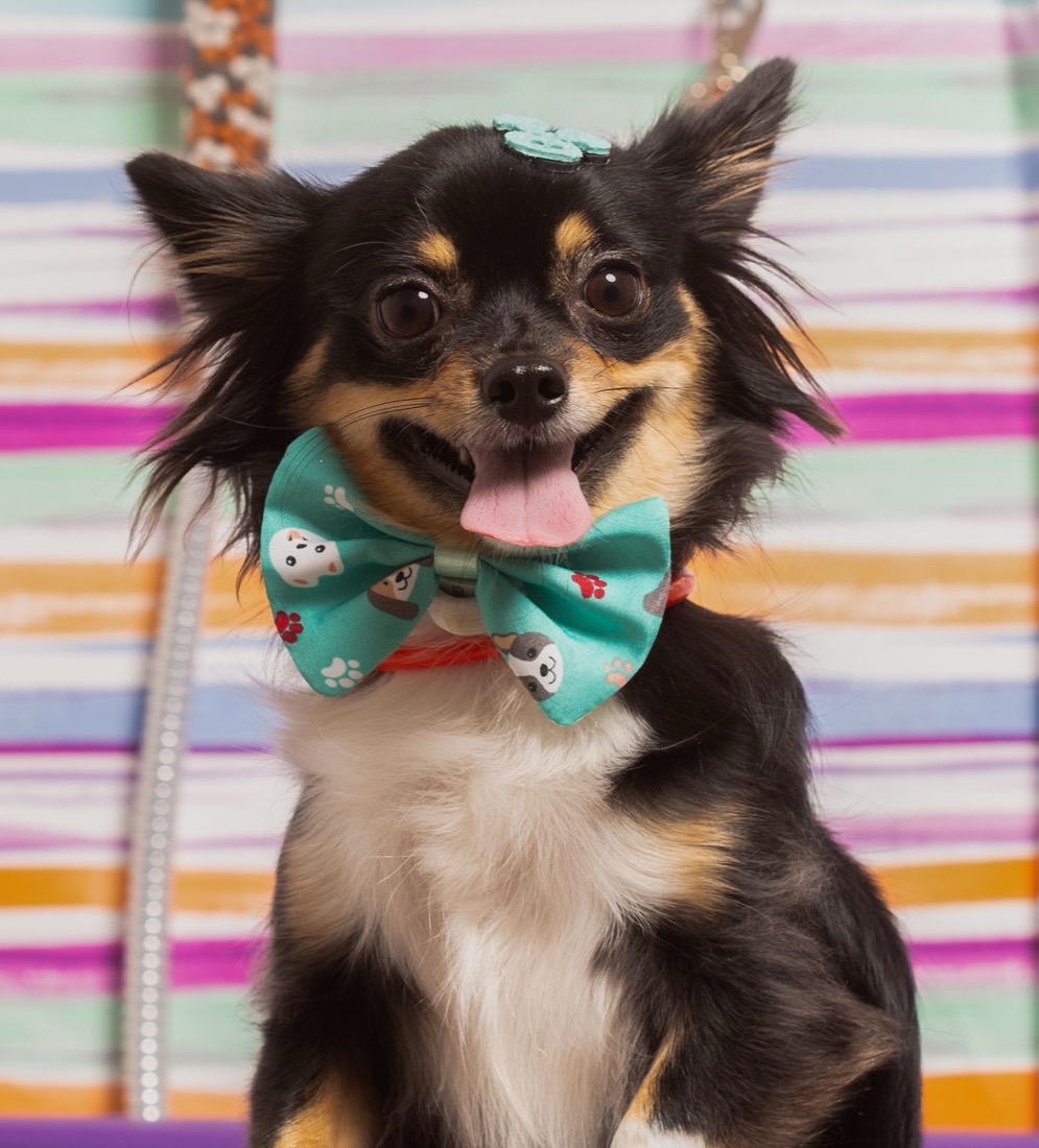 A little dog dressed up in a bow tie, one of our happy guests