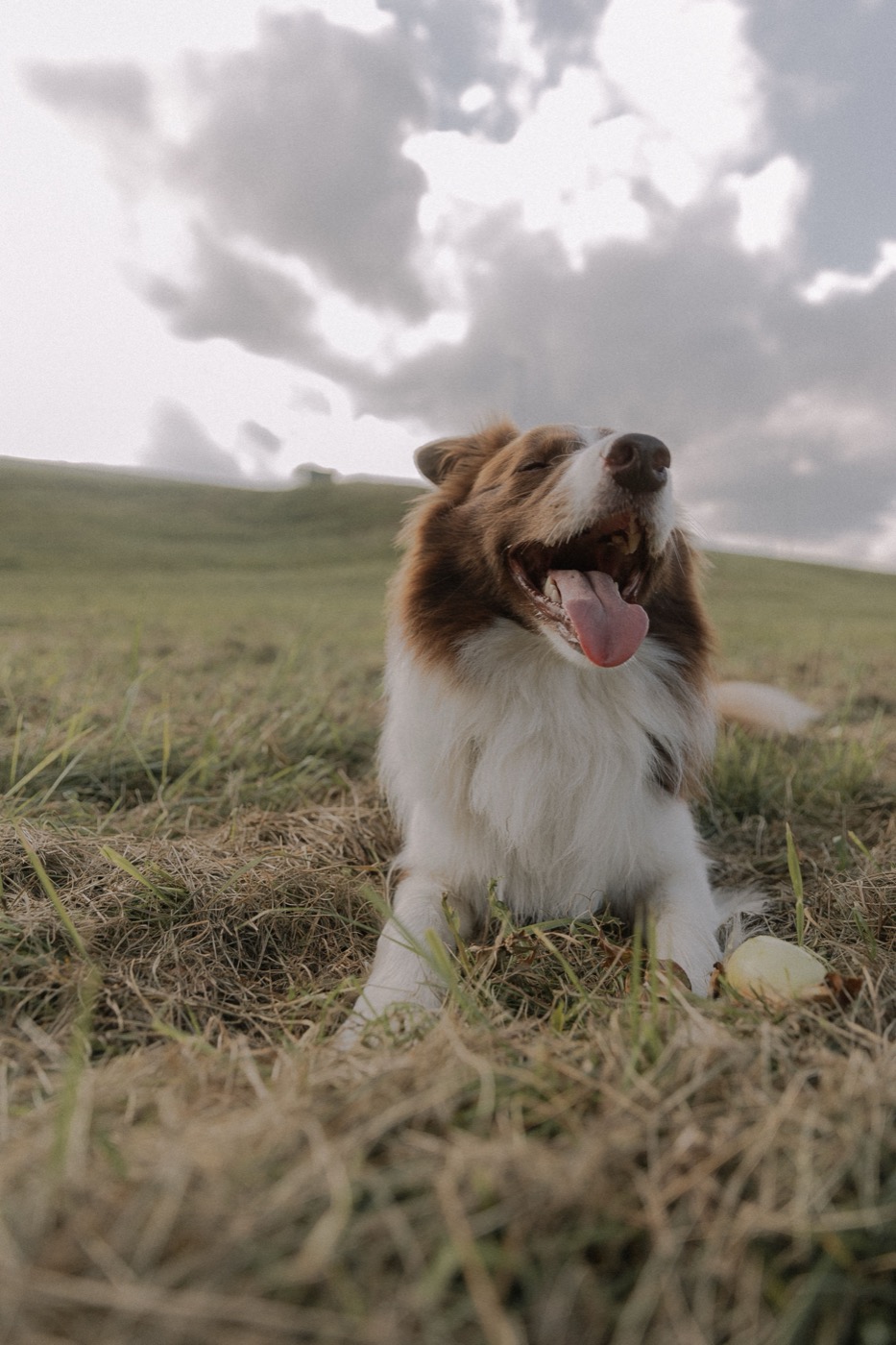 A happy dog enjoying the outdoors in a sunny golden field